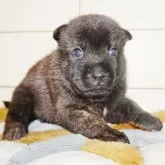 甲斐犬