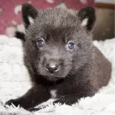 甲斐犬