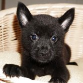 甲斐犬