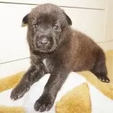 甲斐犬