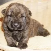 甲斐犬
