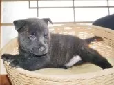 甲斐犬【鹿児島県・男の子・2025年8月17日・中虎毛】の写真13