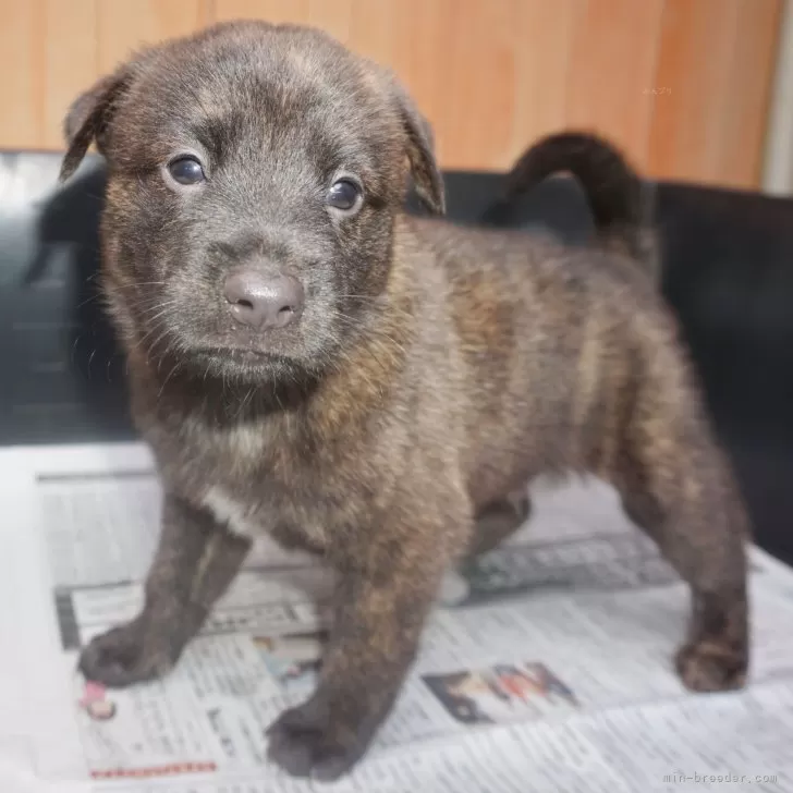 ID：2407-01587の子犬