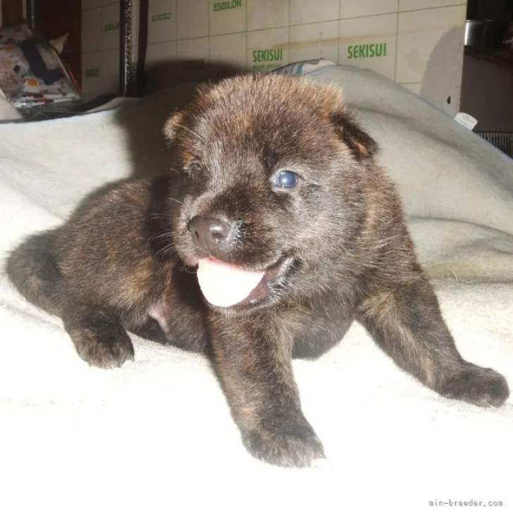 ID：2303-00863の子犬
