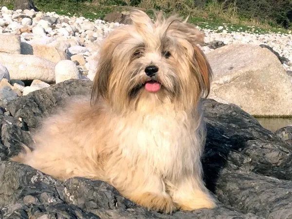 ID:1102-00077の子犬