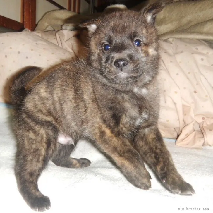 ID:2212-05160の子犬