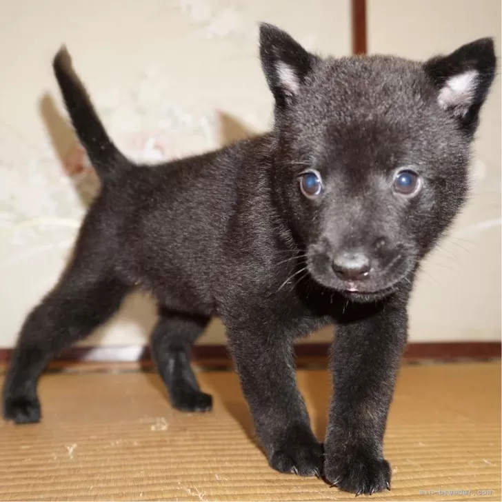 ID：2407-07849の子犬