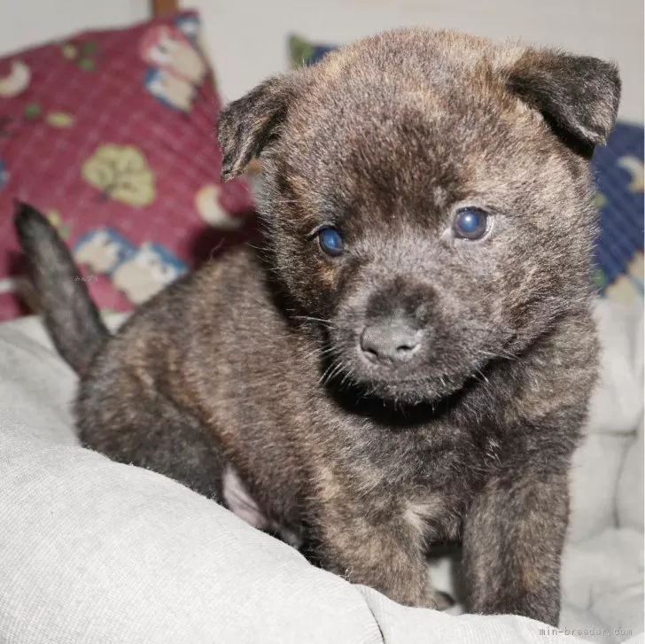ID:2405-06736の子犬