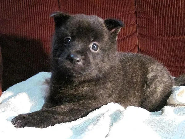 ID：1407-00349の子犬