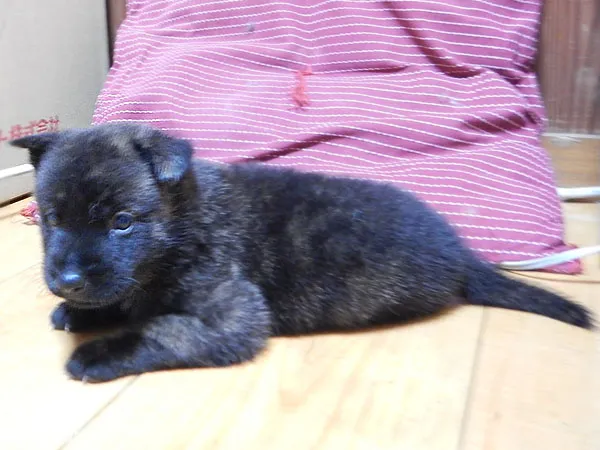 ID：1606-01595の子犬