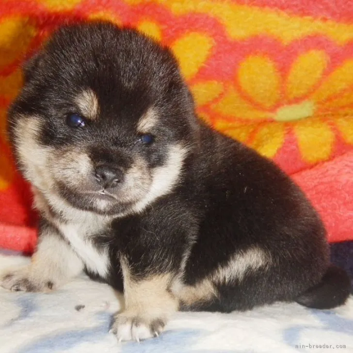 ID:2302-03746の子犬