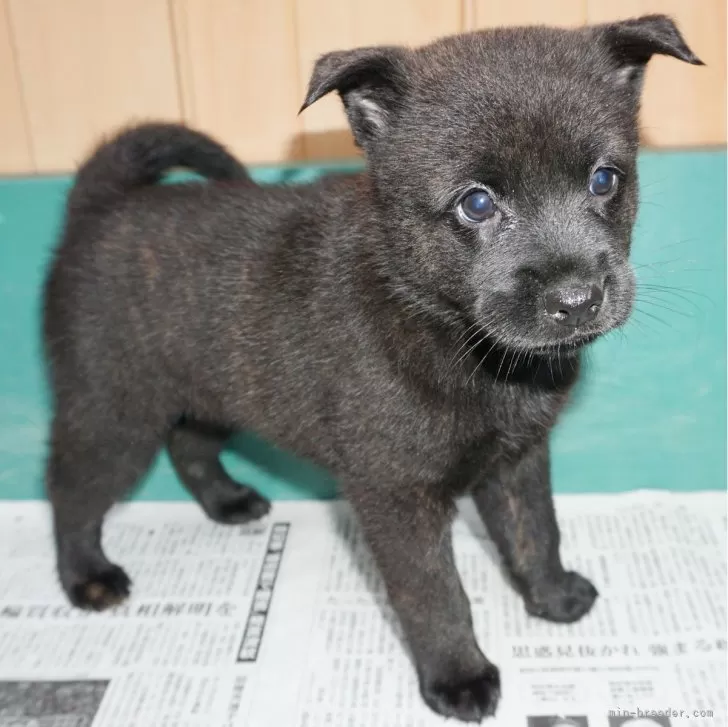 ID：2405-02552の子犬
