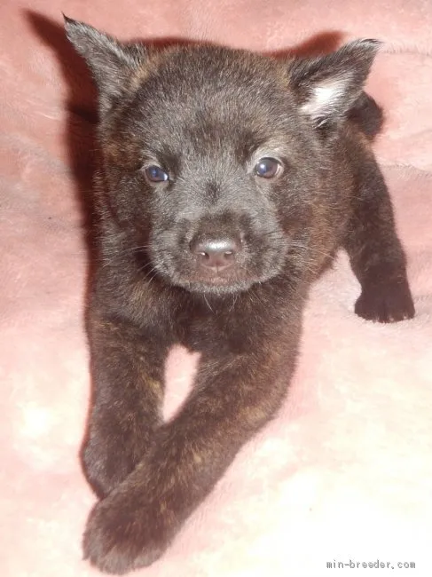 ID:2106-02834の子犬