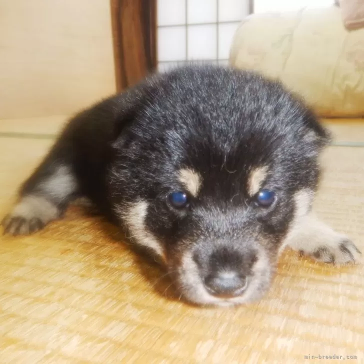ID:2404-02064の子犬