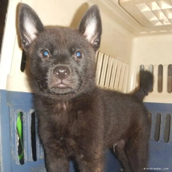 ID：2207-05363の子犬
