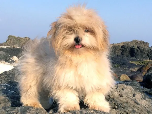 ID:1102-00076の子犬