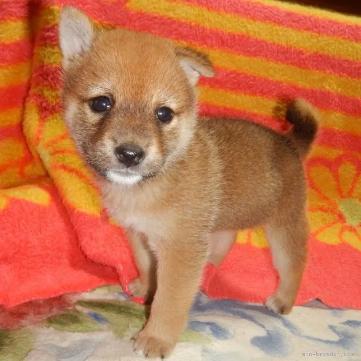 ID:2303-05168の子犬