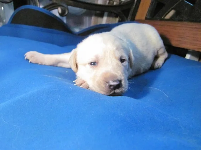 ID:1504-00687の子犬
