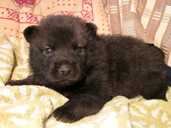 ID:1502-00055の子犬