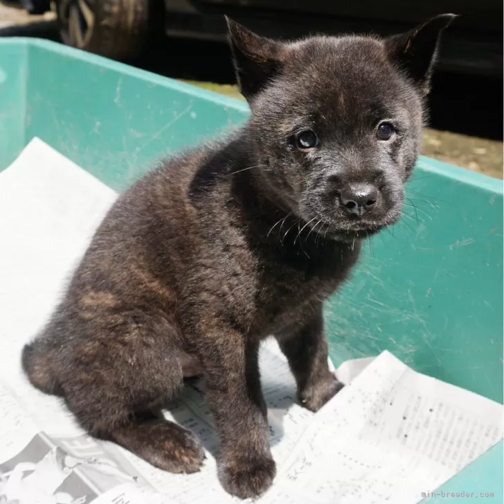 ID:2406-00095の子犬