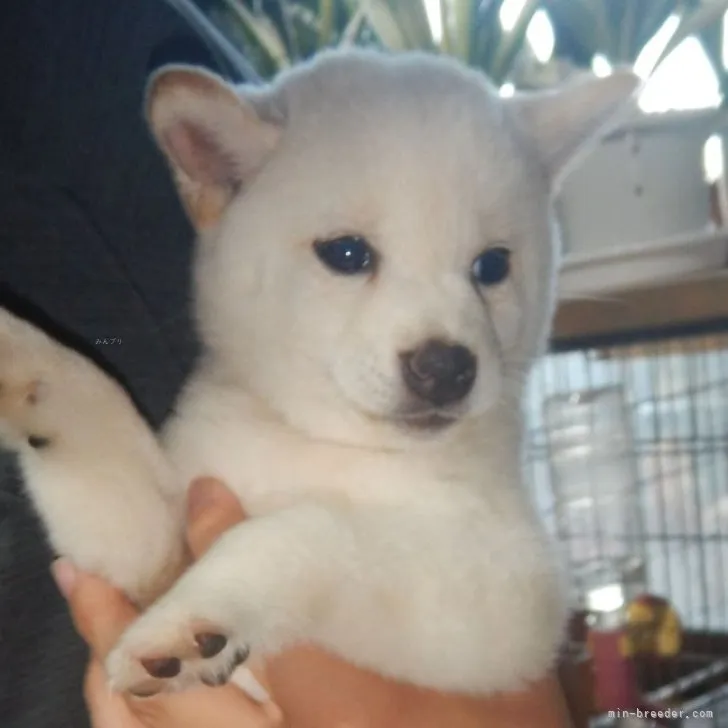 ID：2310-03319の子犬