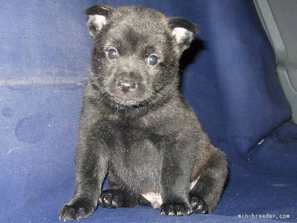 ID：1510-01091の子犬