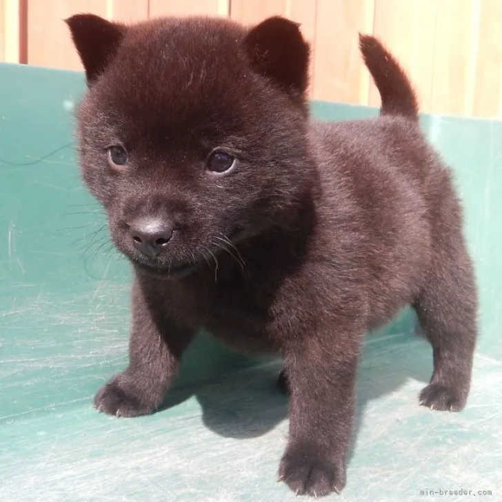 ID：2302-02309の子犬