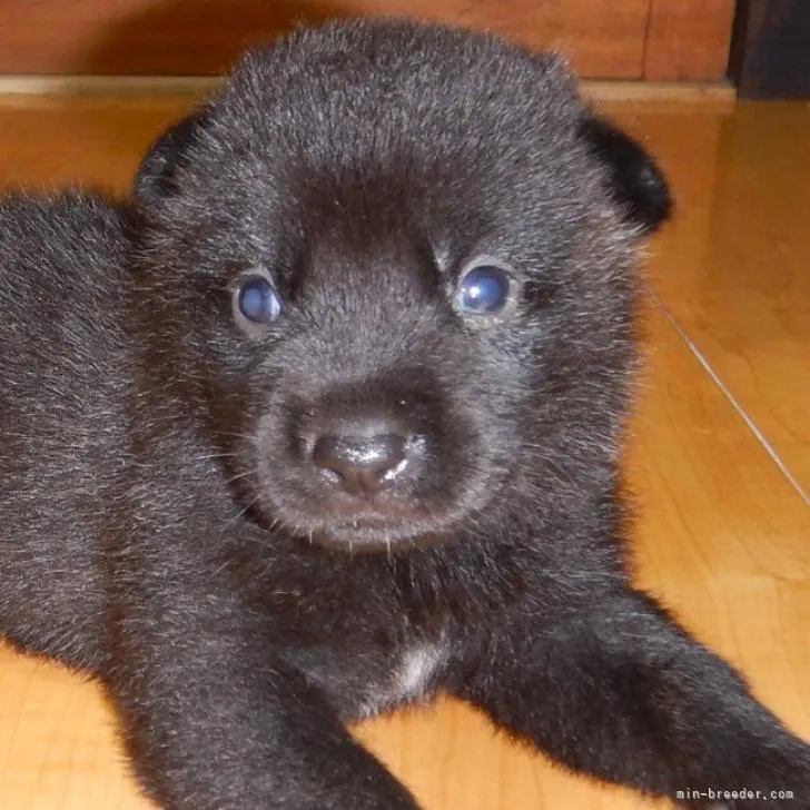 ID：2209-02865の子犬