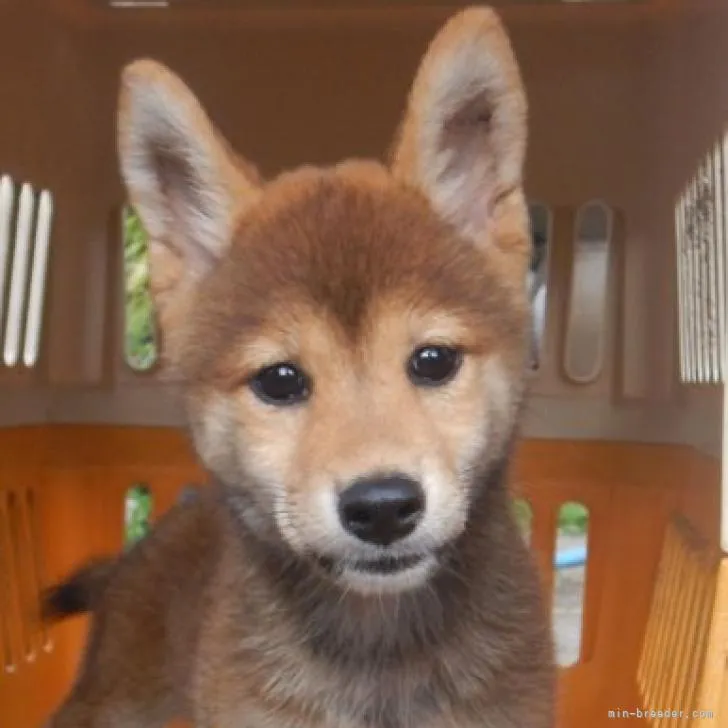 ID：2209-01320の子犬
