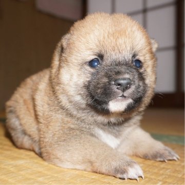 柴犬(豆柴)【鹿児島県・女の子・2024年1月16日・赤】の写真「優良血統で元気で人懐こい家庭犬向きの仔犬」