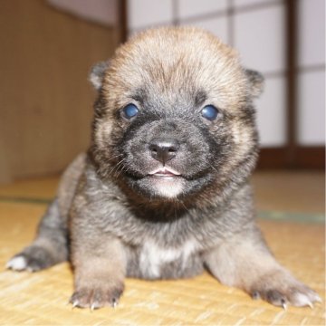 柴犬(豆柴)【鹿児島県・女の子・2024年1月16日・赤】の写真「優良血統で元気で人懐こい家庭犬向きの仔犬」