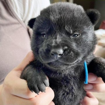 甲斐犬【鹿児島県・男の子・2024年3月21日・黒虎毛】の写真「天然記念物指定の優良血統で訓練性能・運動能力抜群！」