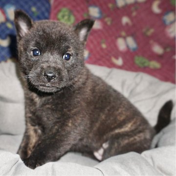 甲斐犬【鹿児島県・女の子・2024年1月5日・中虎毛】の写真「天然記念物指定の優良血統で訓練性能・運動能力抜群！」