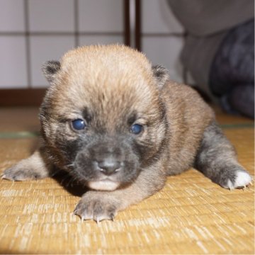 柴犬(豆柴)【鹿児島県・女の子・2024年1月16日・赤】の写真「優良血統で元気で人懐こい家庭犬向きの仔犬」