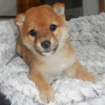 柴犬(豆柴)【鹿児島県・女の子・2023年2月10日・赤】の写真「優良血統で元気で人懐こい家庭犬向きの仔犬」