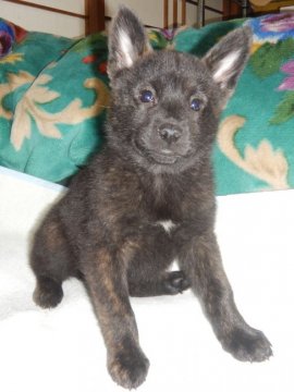 甲斐犬【鹿児島県・女の子・2022年1月10日・中虎毛】の写真「優良血統の賢い仔犬です」