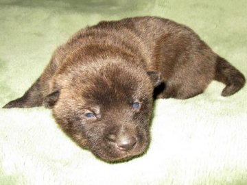 甲斐犬【鹿児島県・女の子・2019年1月26日・赤虎毛】の写真「優良血統の仔犬です。」