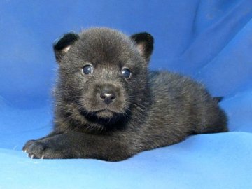 甲斐犬【鹿児島県・女の子・2014年11月30日・黒虎毛】の写真「生体補償付優良血統」