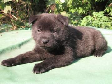 甲斐犬【鹿児島県・男の子・2013年10月25日・中虎毛】の写真「生体補償付優良血統」