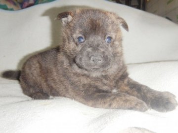 甲斐犬【鹿児島県・男の子・2021年12月20日・赤虎毛】の写真「優良血統の賢い仔犬です」