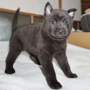 甲斐犬【鹿児島県・男の子・2023年9月21日・黒虎毛】の写真「天然記念物指定の優良血統で訓練性能・運動能力抜群！」