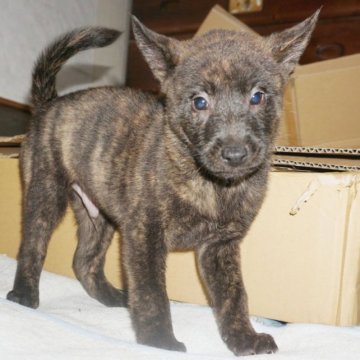甲斐犬【鹿児島県・男の子・2023年10月2日・赤虎毛】の写真「天然記念物指定の優良血統で訓練性能・運動能力抜群！」