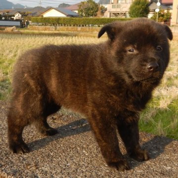 甲斐犬【鹿児島県・男の子・2019年11月27日・中虎毛】の写真「優良血統の賢い仔犬です」