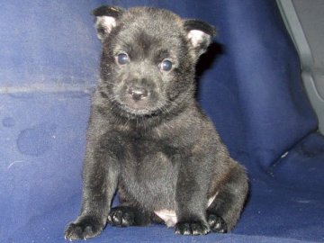 甲斐犬【鹿児島県・男の子・2015年10月12日・黒虎毛】の写真「生体補償付優良血統」