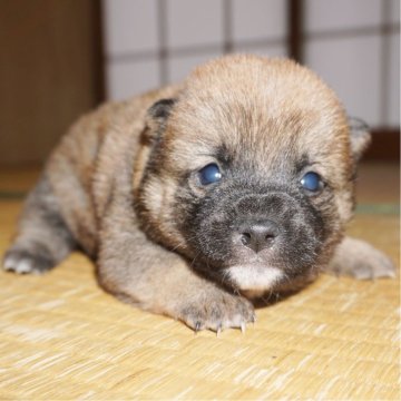 柴犬(豆柴)【鹿児島県・男の子・2024年1月16日・赤】の写真「優良血統で元気で人懐こい家庭犬向きの仔犬」