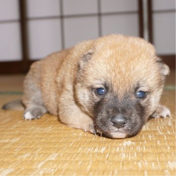 柴犬(豆柴)【鹿児島県・男の子・2024年1月16日・赤】の写真「優良血統で元気で人懐こい家庭犬向きの仔犬」