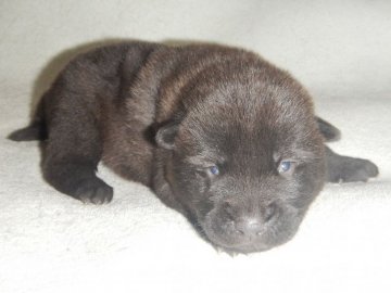 甲斐犬【鹿児島県・男の子・2022年1月10日・中虎毛】の写真「優良血統の賢い仔犬です」