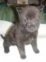 甲斐犬【鹿児島県・男の子・2022年1月1日・黒虎毛】の写真1