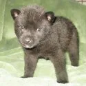 甲斐犬【鹿児島県・男の子・2018年9月4日・黒虎毛】の写真1