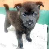 甲斐犬【鹿児島県・男の子・2022年11月27日・中虎毛】の写真1
